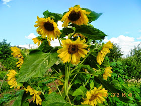 aka sunflower sunflower sunflower picture the finished garden village