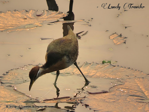 Bronze-winged jacana - Metopidius indicus