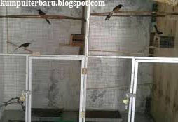 ternak murai batu memiliki peluang mendapatkan uang yang bagus, berikut ini ulasan lengkap cara beternk murai batu (MB),