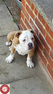 Cute English Bulldog Puppy