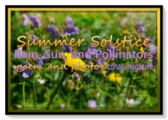 title image, framed in black outside, inner frame of dull gold on top blending to medium warm green on bottom. Image shows one large dandelion-like flower (Hypochaeris) in front of many lavender coloured hardy Geranium flowers. post title, plus the words cohan magazine are superimposed on the photograph in gold and lavender.