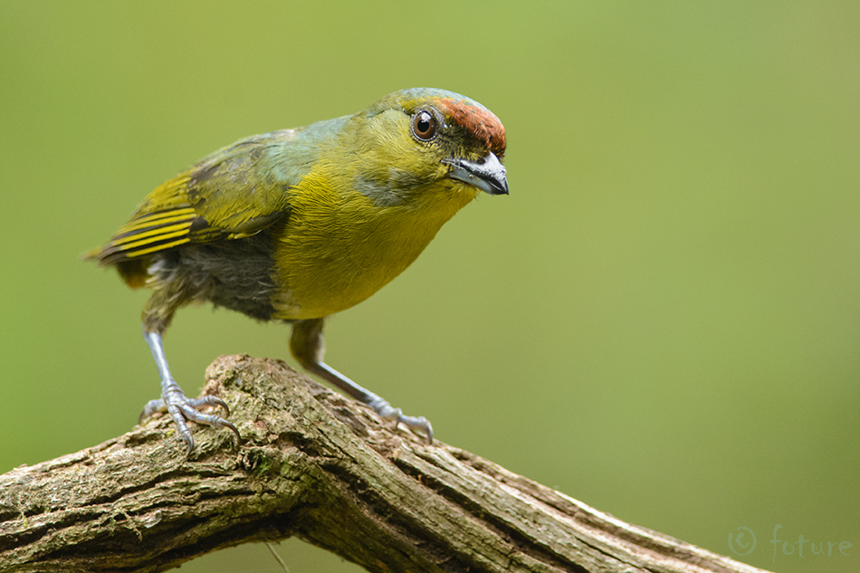 Oliiv-marjavint, Euphonia gouldi, Olive-backed Euphonia, vint