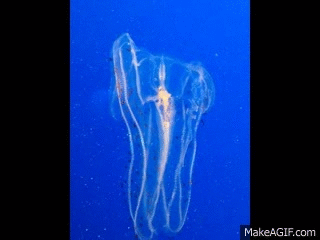Flashing_Jelly