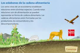 http://www.primaria.librosvivos.net/archivosCMS/3/3/16/usuarios/103294/9/eslabones_cadenalimentaria_cono5EP_ud5/cadena_alimentaria.swf