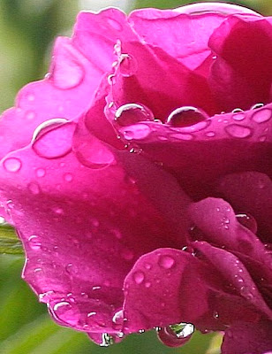 images of roses with rain drops. Rain drop-laden rose