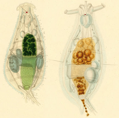 Hydatinaea pili mashup