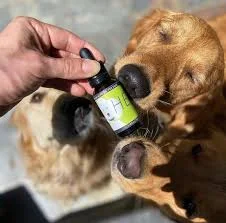 cbd oil for dogs
