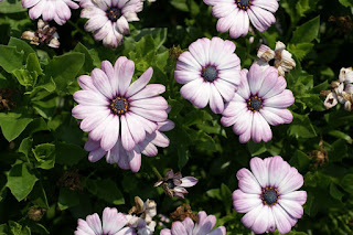 Dimorphoteca ecklonis 'Side Show Bicolor Pink' - Osteospermum ecklonis 'Side Show Bicolor Pink' 