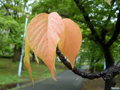 桜の葉