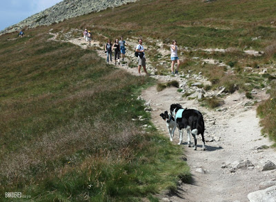 dogs on a mountain track