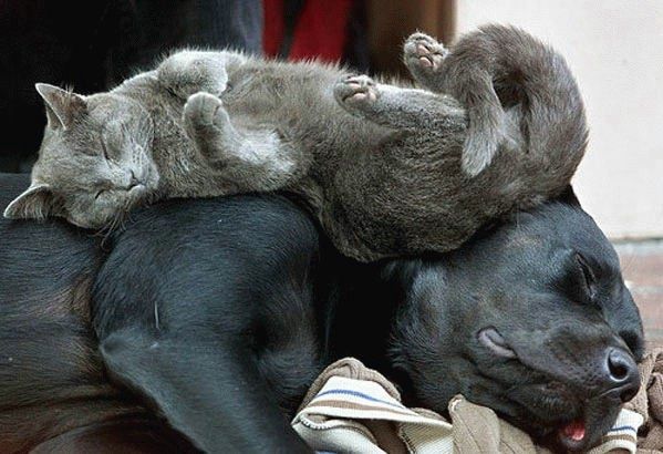 cães gatos cachorros dormindo