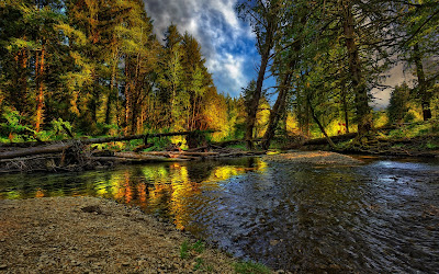 Rio en el bosque - River in the forest hd (background)