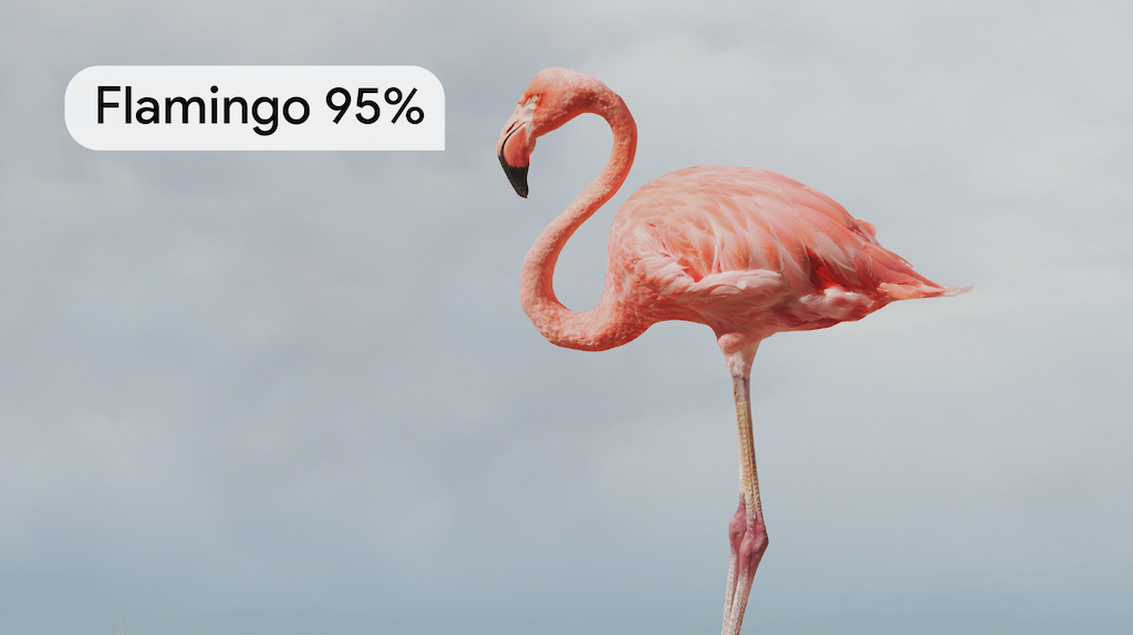 Photo of an American Flamingo facing left with ttext 'Flamingo 95%'