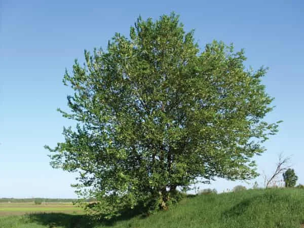 olmo chino ulmus parvifolia (Ulmus parviflora)