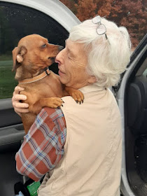 dschshund licking a face