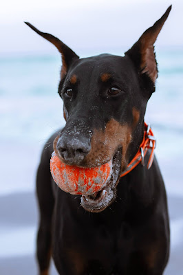 Doberman playing smart