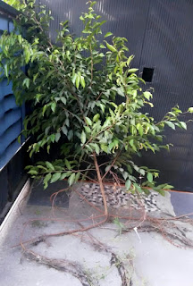 Pohon beringin bahan bonsai