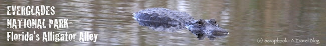 Everglades National Park Alligator 