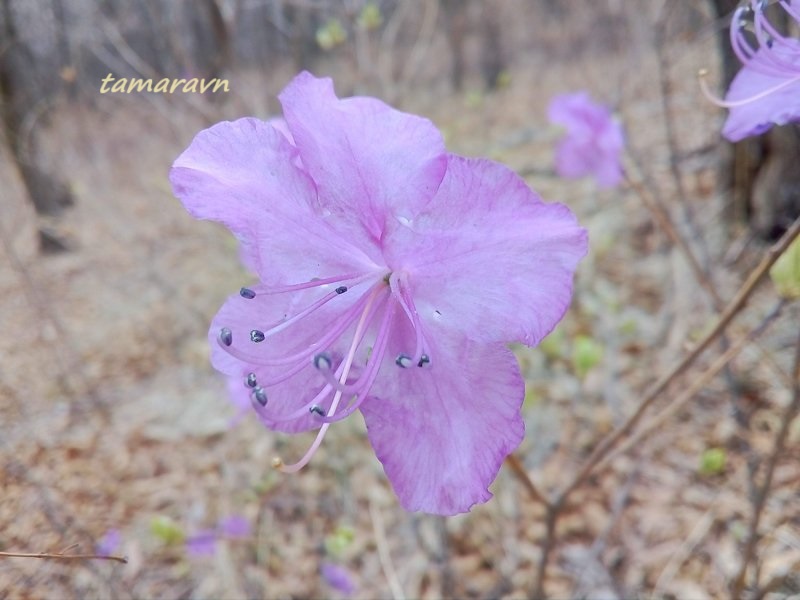 Рододендрон остроконечный (Rhododendron mucronulatum)