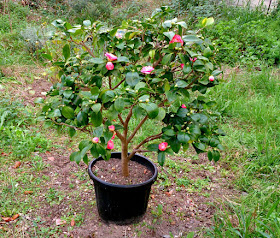 camelia en contenedor