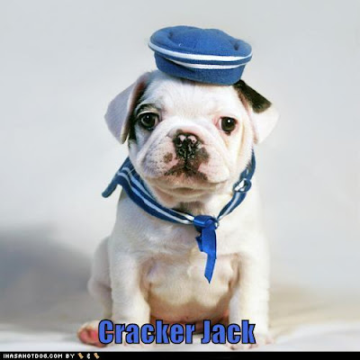 white bull dog puppy dressed as a sailor