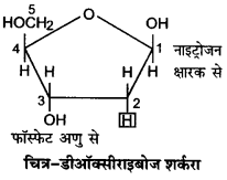 Solutions Class 12 जीव विज्ञान Chapter-6 (वंशागति का आणविक आधार)