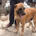 Awesome! How A Dog Saved A Family From Cobra Attack In Bayelsa Recently Is Amazing