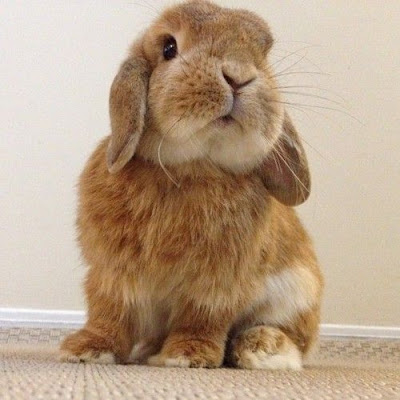 Holland Lop