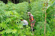 Sambangi Perkebunan Singkong, Babinsa Pente Bidari Dampingi Perawatan Tanaman