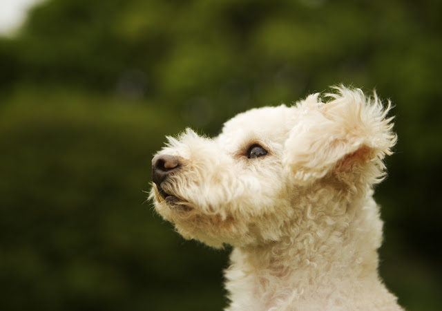 Fondos de Pantalla de Perros Hermosos