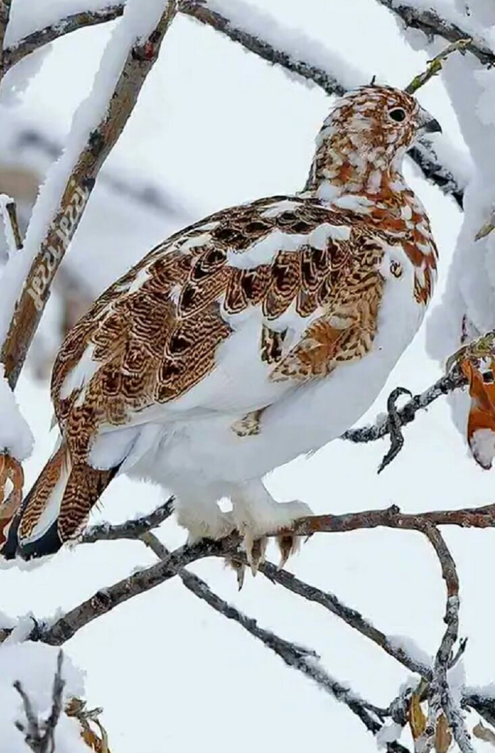 Говорят, что русский народ распался. Но это ещё не всё. Кто говорит! Разве поменяли национальность? Были русскими, стали нерусскими? Это как те, кто "распрощался" со своим полом. Вот как выкаблучивались перед оккупантом, который не чествовал русских. А укрАинцев и белоРуссов пожалуйста. Как заулыбался, когда услышал такое! Не из его ли служб подкинули это русским? Был неглупым поляк, как и немец. Только с последствиями пришествия немцев справились, безбожники!, а с последствиями пришествия поляков до сих пор не удаётся. Такими Божьими были. Божии принадлежат истине, от которой исходит правда, не лукавят, не говоря уже о том, чтоб идти против рожна. А если смотрели сквозь пальцы на то, как становились клоунами крещёные, члены русской православной общины, вдруг нерусскими уже, то значит боялись и боятся лишиться дани. А зачем те стыд и совесть! Пусть другие стыдят и совестят!  Отсюда главная проблема этой общины. Если уже нерусские, то подавай нерусскую, русская уже не нужна, хотя и православная и тысяча лет ей. Всё это надо псевдонерусским, конечно, так как нерусским своя не нужна. Устраивает и она и Таинства Общины Христа, которые в этой точно есть, так как от византийской, а византийская от иерусалимской, апостольской произошла. На этих просторах по сути одна община православных христиан, называется РПЦ по старинке. Давно не только русьских община, и есть своё слово "община", а не "церковь", которое обозначает "община". Если в этом такое, то что уж говорить о другом? Потому-то русские в таком состоянии. Несмотря на это, остальные общины слёзы по сравнению с религиозной общиной русских, не приживается, так как эти просторы крещены, посвящены Христу восточной частью христианства. Потому западная тут так действует, "меняет" национальность русским, это поддерживает. Ведь пока русские, то православные. "Перестали", и уже не православные, кто угодно, хоть абракадабра, греко-католики, например. И этой стороне Земли нельзя зваться несколькими именами. Россия так Россия, мы не выбираем, небо решило, также как и насчёт Москвы, столицы этой стороны Земли. Двух глав не бывает. Две главы, значит два тела. Небо не разделяет. Небо объединяет, но для этого надо его не прогонять. Тогда ад не победит. Но что отпало от России, насмеялось над уставами неба, то прокляло себя, пиши пропало, запад в рот положит,  проглотит и переварит, ничего от восточного не останется, расширится таким образом эта проказа, замешанная на растлении обществ, все которые стоят на семье и состоят из семей, не исключение и животные "общества". Вот что выдаёт себя за христианство. Возле христианства лежало. Если идти за Христом, то на этом пути не получится считать семьёй то, что семьёй не является. Католичество и исшедшее из него Протестанство, ещё более западные течения в христианстве, находятся в своей среде, друзья тления. Даже их религиозные общины кто в статусе государства, а кто возглавляется главой государства. То есть что попало в земной части Общины Христа. Разве слушаются главу этого дела? Заседают непрестанно, в то время как всё разваливалось и разваливается, не останавливается. Толк от этих заседаний? Всё улучшилось бы быстро, если бы эти гробы крашенные не собирались, этого достаточно, чтобы Христос Своё слово вставил. То есть этих монахов и целибатов не отличишь от чиновников и бюрократов, что естественно не без коррупции, государственная отдыхает. И всё же восток здесь не в своей тарелке, не от мира сего, так как бывшее небо. Кто дальше пошёл, тот к аду приблизился, стал другом земли. Но и на земле кто против друзей неба? Становитесь. Был бы главный на Руси, слушался бы небо, и первых, кто заявил, что "укрАинцы мы, белоРусские понимаешь, не ваших, твоя моя не понимай", на кол посадил бы, и не было бы последующих. Но так как бесхозяйственность здесь полнейшая, на место главы русского сели главы православного, смешали небесное с земным, своё дело - с не своим, то и вышло, что имеем: миллионы ряженых, искренне верят в существование своих национальностей. А как были русскими, так и остаются. Белые и крайние это конечно народы лукавого. В крещёный пробрался, так как такие христиане, для "галочки". Слуги лукавого знают, как нагадить, чтобы и после ухода столетиями воняло. Что воняет так, как отнекивающиеся от русского? Если бы были учениками Богочеловека, были бы если и не в идеальном состоянии, то точно не в убитом, как сейчас. Хуже дела только у учителя, заложником "догматов" которого являемся, у византийца, ставшего турком, более того: магометанином, а был христианином. Пересматриваем устройство и управление собственных общества и общины, так как дальше так нельзя, ложь обдуривает, правдой здесь не пользуются. Нет света - тьма кажется всесильной. Вот появился, усиливаем.