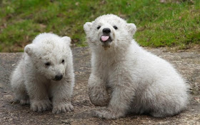 Funny animals of the week - 21 March 2014 (40 pics), funny animal pictures, two baby polar bears
