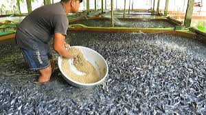 Hooked on Potential: The Fish Farming Business in Pakistan