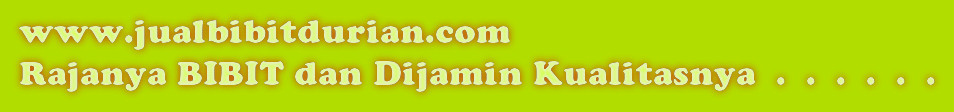 Bibit Durian Musang King, Budidaya Durian Musang King, Jual Bibit Durian Musang King