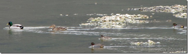 Mallard and Green Wing Teal