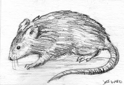 mouse sketch aceo