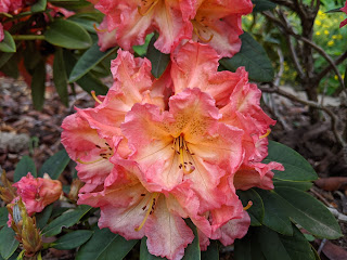 Rhododendron mit rötlich, weißer Blüte. Bereits leicht verwelkt.