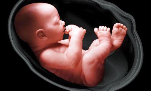  Gambar  Bayi Dalam Kandungan  Perkembangan Janin  6 Bulan 