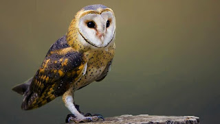 Barn Owl Presentation