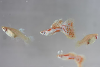 Jual Guppy Albino Red Grass,  Harga Guppy Albino Red Grass,  Toko Guppy Albino Red Grass,  Diskon Guppy Albino Red Grass,  Beli Guppy Albino Red Grass,  Review Guppy Albino Red Grass,  Promo Guppy Albino Red Grass,  Spesifikasi Guppy Albino Red Grass,  Guppy Albino Red Grass Murah,  Guppy Albino Red Grass Asli,  Guppy Albino Red Grass Original,  Guppy Albino Red Grass Jakarta,  Jenis Guppy Albino Red Grass,  Budidaya Guppy Albino Red Grass,  Peternak Guppy Albino Red Grass,  Cara Merawat Guppy Albino Red Grass,  Tips Merawat Guppy Albino Red Grass,  Bagaimana cara merawat Guppy Albino Red Grass,  Bagaimana mengobati Guppy Albino Red Grass,  Ciri-Ciri Hamil Guppy Albino Red Grass,  Kandang Guppy Albino Red Grass,  Ternak Guppy Albino Red Grass,  Makanan Guppy Albino Red Grass,  Guppy Albino Red Grass Termahal,  Adopsi Guppy Albino Red Grass,  Jual Cepat Guppy Albino Red Grass,  Kreatif Guppy Albino Red Grass,  Desain Guppy Albino Red Grass,  Order Guppy Albino Red Grass,  Kado Guppy Albino Red Grass,  Cara Buat Guppy Albino Red Grass,  Pesan Guppy Albino Red Grass,  Wisuda Guppy Albino Red Grass,  Ultah Guppy Albino Red Grass,  Nikah Guppy Albino Red Grass,  Wedding Guppy Albino Red Grass,  Flanel Guppy Albino Red Grass,  Special Guppy Albino Red Grass,  Suprise Guppy Albino Red Grass,  Anniversary Guppy Albino Red Grass,  Moment Guppy Albino Red Grass,  Istimewa  Guppy Albino Red Grass,  Kasih Sayang  Guppy Albino Red Grass,  Valentine  Guppy Albino Red Grass,  Tersayang Guppy Albino Red Grass,  Unik Guppy Albino Red Grass, 