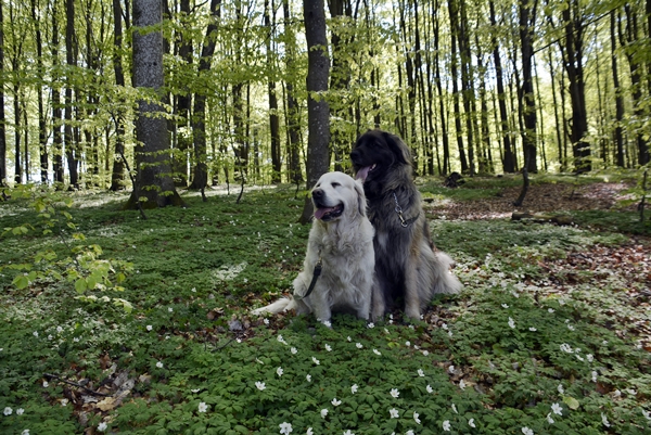 bøkeskogen larvik