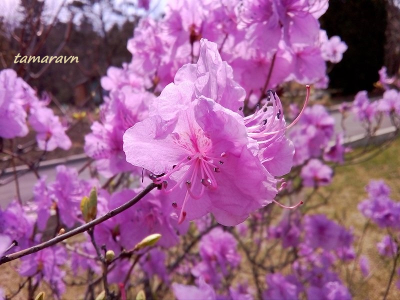 Рододендрон остроконечный (Rhododendron mucronulatum)