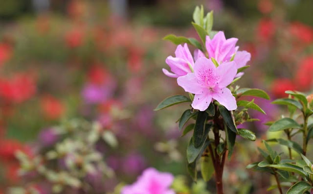 Azalea Flowers Pictures