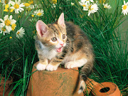 CAT: ORIGINAL FULL HD DESKTOP WALLPAPERS FOR WINDOWS 7 (cat )