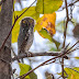 Jungle Owlet