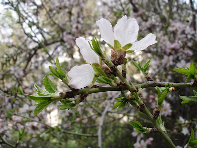 Almond blossoms