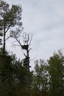 eagle nest, Red Lake, Ontario