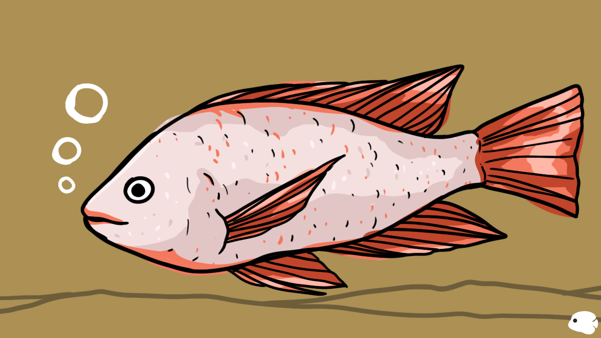 Ikan Mujair Merah