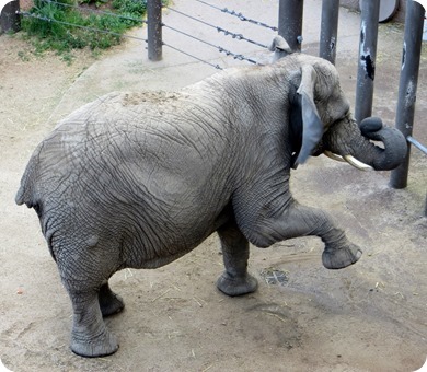 Elephant at Cheyenne Mountain Zoo