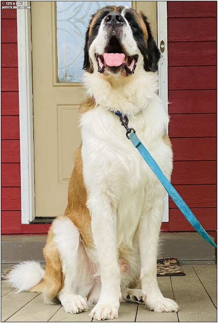 saint bernard dog